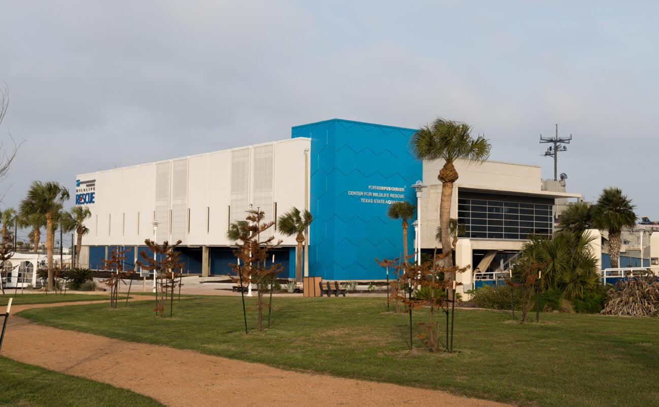 A modern building with white and blue walls labeled “Texas State Aquarium Center for Wildlife Rescue” stands behind a grassy area with young trees and a dirt pathway under a cloudy sky.