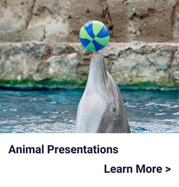 A dolphin balances a colorful ball on its nose in a pool, with text below that reads Animal Presentations Learn More >.