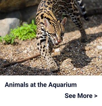 A spotted wildcat walking on gravel with greenery in the background. Text below reads Animals at the Aquarium See More >.