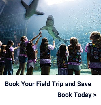 A group of children wearing matching vests look up and reach toward sharks swimming overhead in a large aquarium. Text below reads, “Book Your Field Trip and Save. Book Today >”.