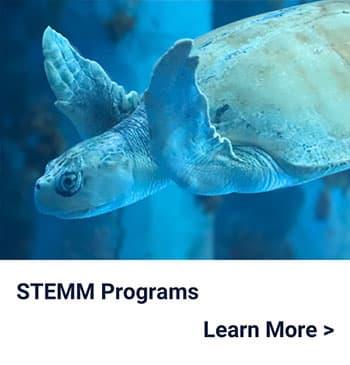 A sea turtle swims underwater above text that reads STEMM Programs and Learn More > on a white background.