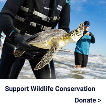 A person in wetsuit holds a sea turtle near the ocean shore, while another person stands in the water. Text reads: Support Wildlife Conservation. Donate >.