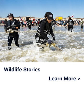 People in black wetsuits and life vests release sea turtles into the ocean as a crowd watches on a sandy beach under a clear blue sky. Text reads Wildlife Stories and Learn More >.