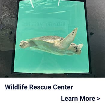A sea turtle swims in a tank at a wildlife rescue center. The words Wildlife Rescue Center and Learn More > appear below the image.