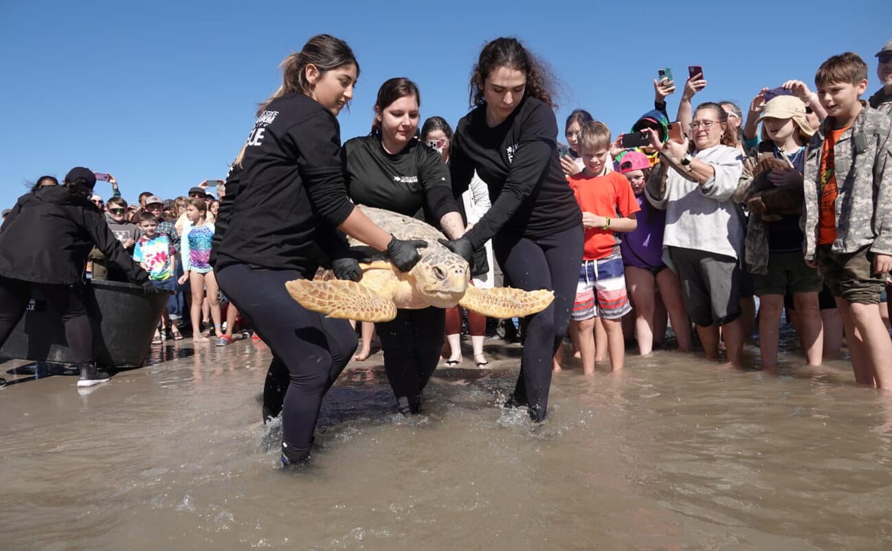 Three women carefully carry a large sea turtle through shallow water, surrounded by a crowd of people, including children, watching and taking photos on a sunny day.