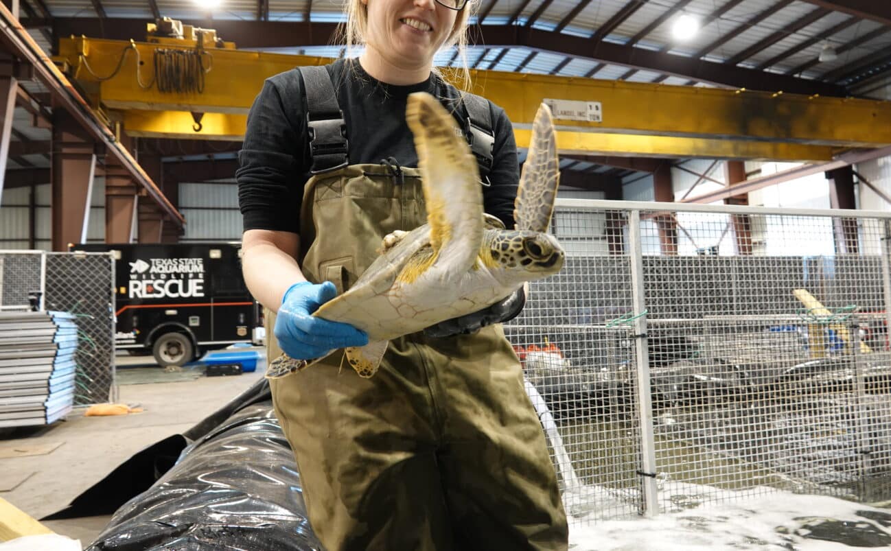 A person wearing glasses, gloves, and waterproof overalls holds a sea turtle inside an indoor rescue facility, with tanks and equipment visible in the background.
