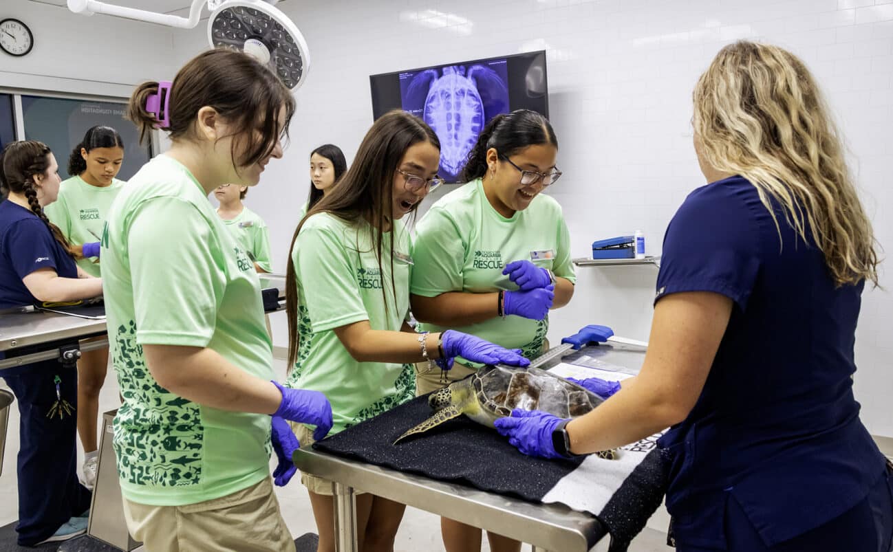 A group of students in green shirts and purple gloves examine a sea turtle on an exam table while a woman in scrubs supervises in a veterinary clinic. X-ray images are visible on a monitor in the background.