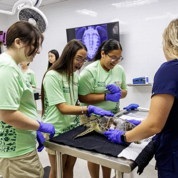 A group of students in green shirts and purple gloves examine a sea turtle on an exam table while a woman in scrubs supervises in a veterinary clinic. X-ray images are visible on a monitor in the background.