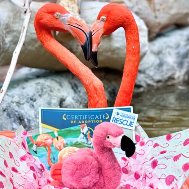 Two flamingos touch beaks, forming a heart shape. In front of them are a stuffed pink flamingo toy, an adoption certificate, and a pin reading Rescue, all displayed on pink flamingo-patterned paper. Rocks are in the background.