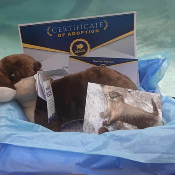 A plush otter toy, certificate of adoption, and a photo of a real otter are displayed together on blue tissue paper, with an aquarium tank in the background.