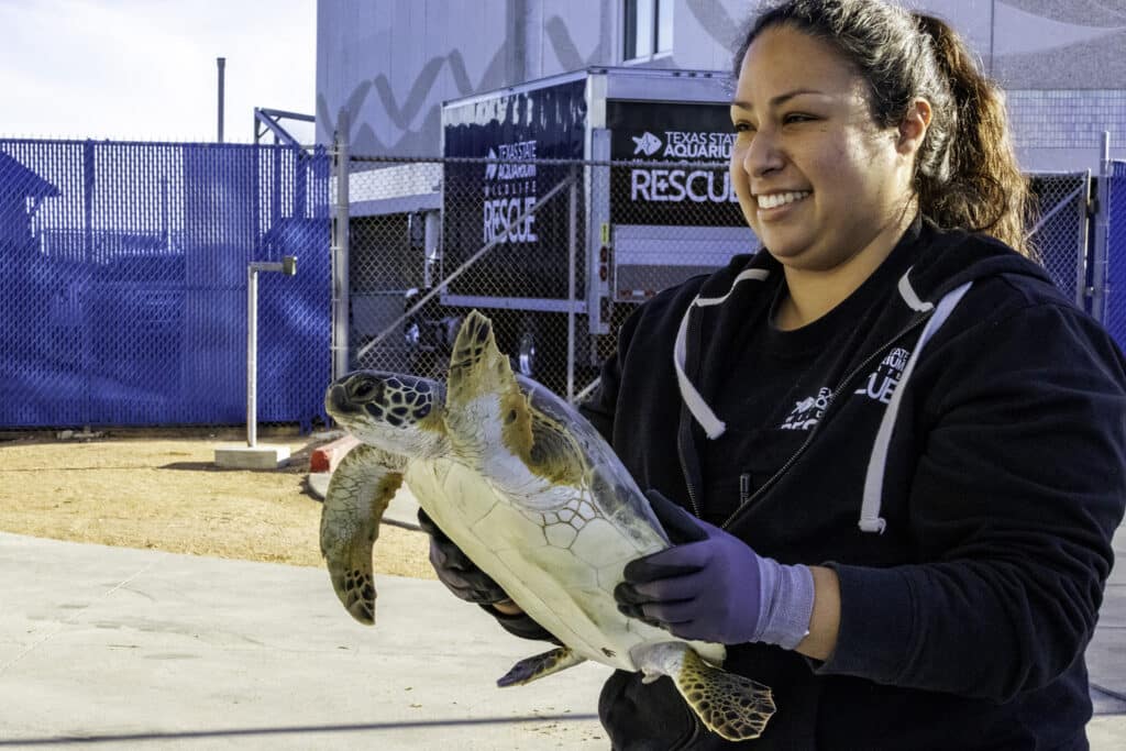 A woman wearing gloves and a black jacket smiles while holding a sea turtle outdoors near a fenced area with a sign that reads Texas State Aquarium Rescue.