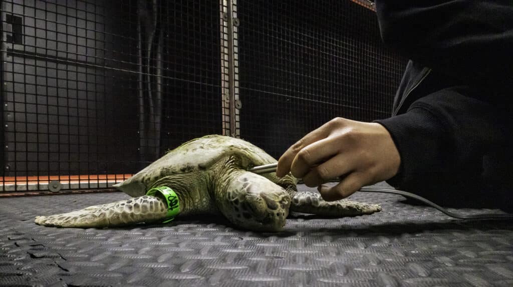 A person holds a medical device to a sea turtles head as it lies on a rubber mat, with a green tag around its front flipper inside a metal enclosure.