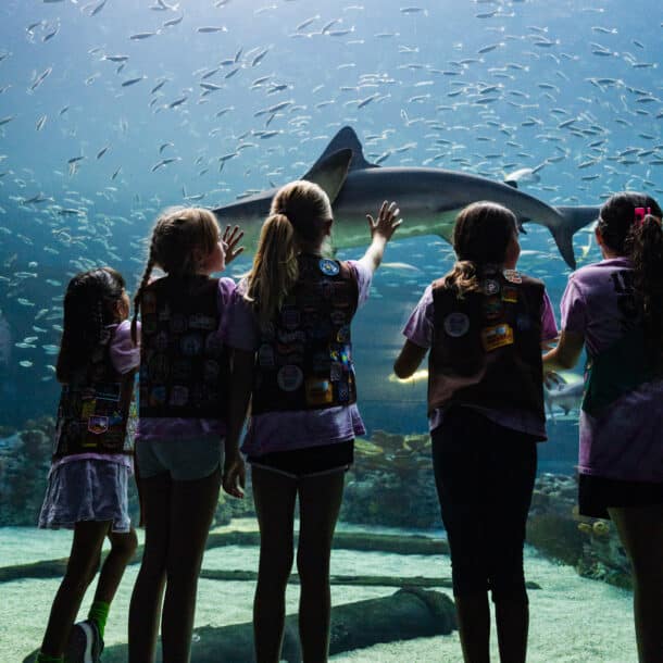 Five children in matching vests stand in front of a large aquarium window, reaching out toward a swimming shark surrounded by many small fish. Light filters down through the water, illuminating the scene.