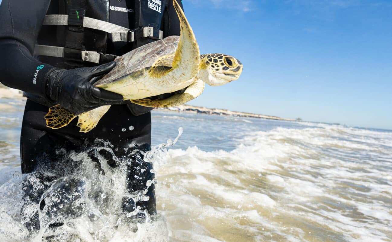 A person in a wetsuit and gloves holds a sea turtle above the ocean surf near a sandy beach, preparing to release it into the water under a clear blue sky.