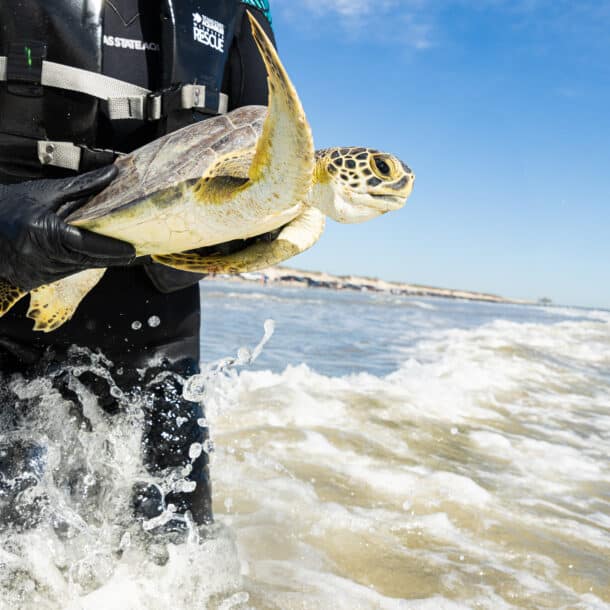 A person in a wetsuit and gloves holds a sea turtle above the ocean surf near a sandy beach, preparing to release it into the water under a clear blue sky.