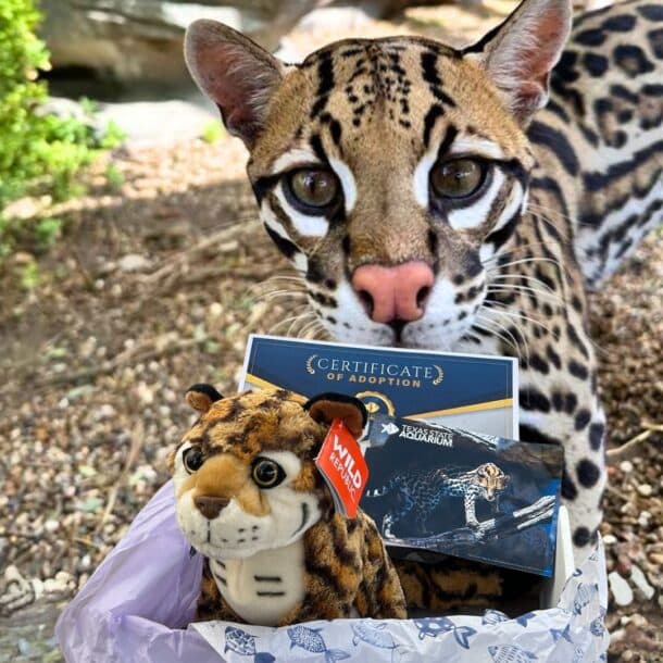 A close-up of an ocelot standing outdoors next to a gift box containing a plush ocelot toy, adoption certificate, and informational booklet. Greenery and rocks are visible in the background.
