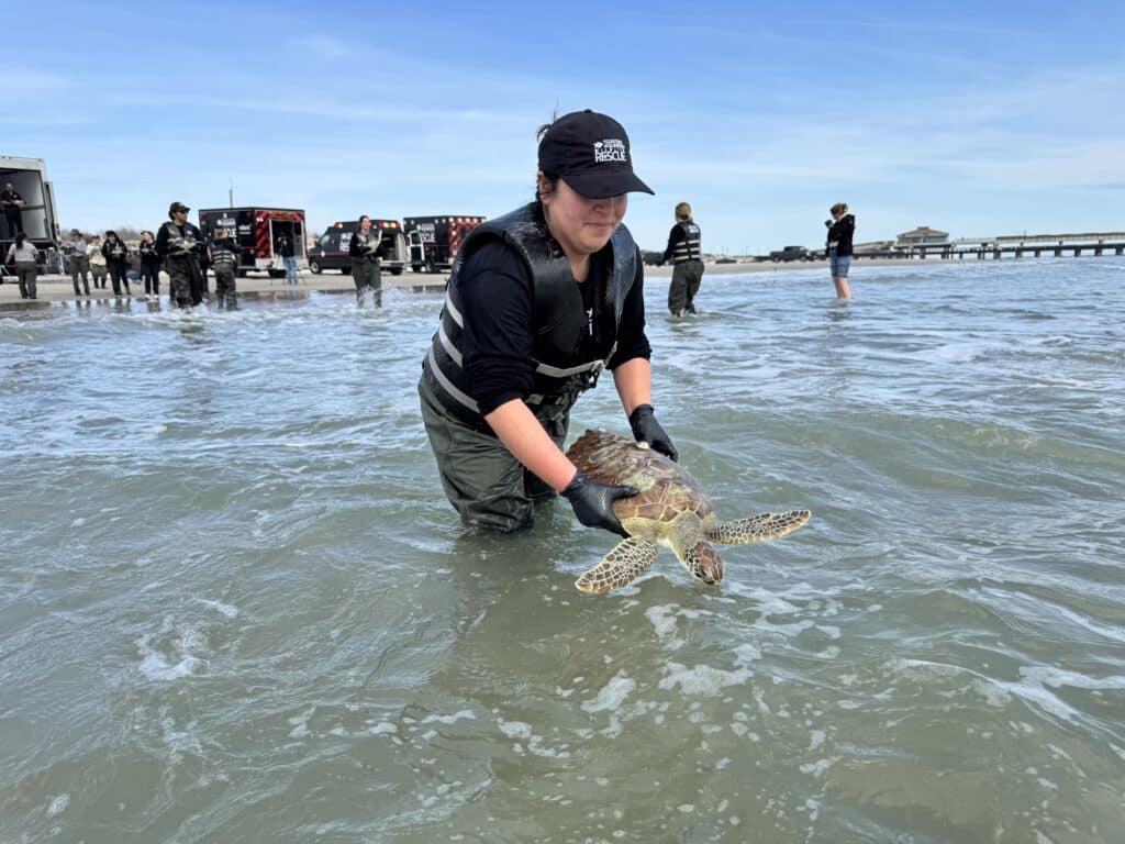 A person in waders and gloves releases a sea turtle into shallow ocean water, with people, vehicles, and a pier visible in the background under a clear sky.