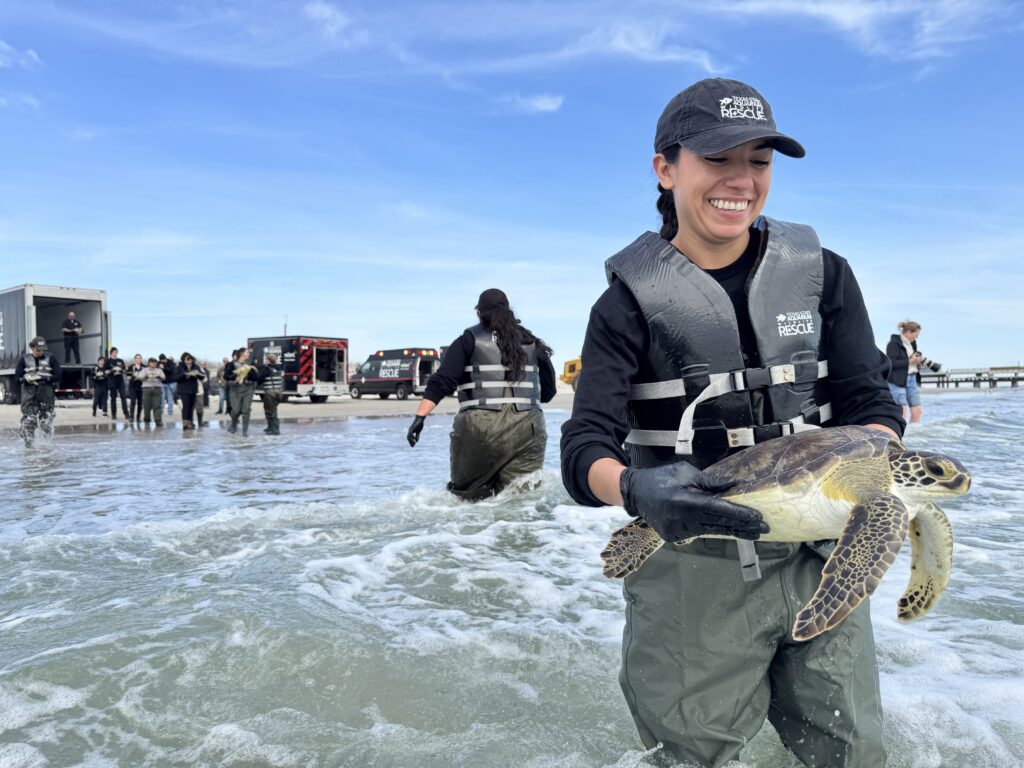A smiling woman in waders and a life vest carries a sea turtle through shallow water, while others and vehicles are seen in the background on the shore under a blue sky.