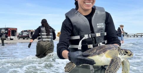 Image of Over 300 Cold-Stunned Sea Turtles Released Back Into the Gulf