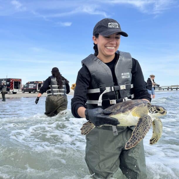 A smiling woman in waders and a life vest carries a sea turtle through shallow water, while others and vehicles are seen in the background on the shore under a blue sky.