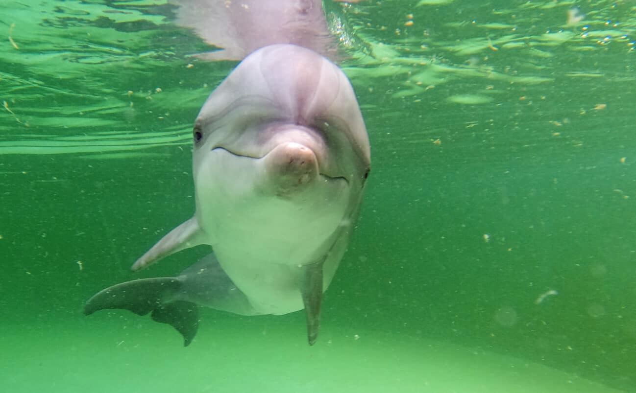 A bottlenose dolphin swims underwater, facing the camera with its mouth slightly curved upward, appearing to smile. The water around it is greenish and clear.