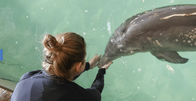 A person with light brown hair in a bun reaches out to touch a dolphin in greenish water, with the dolphin’s head and part of its body visible near the surface.