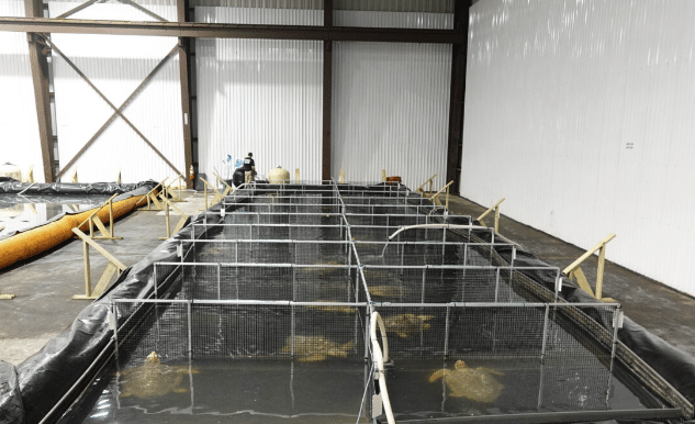 Indoor facility with large metal-frame tanks divided into sections, each containing water and several sea turtles. A person in protective gear works near the tanks, and the walls are white and corrugated.