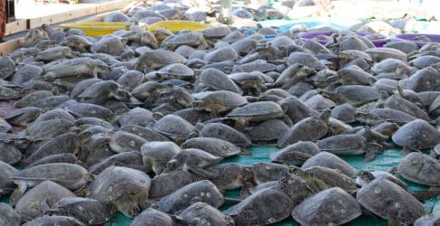 Image of Texas Sea Turtles Rescued After State’s Worst Known Case of Cold-Stunning Amid Storm 