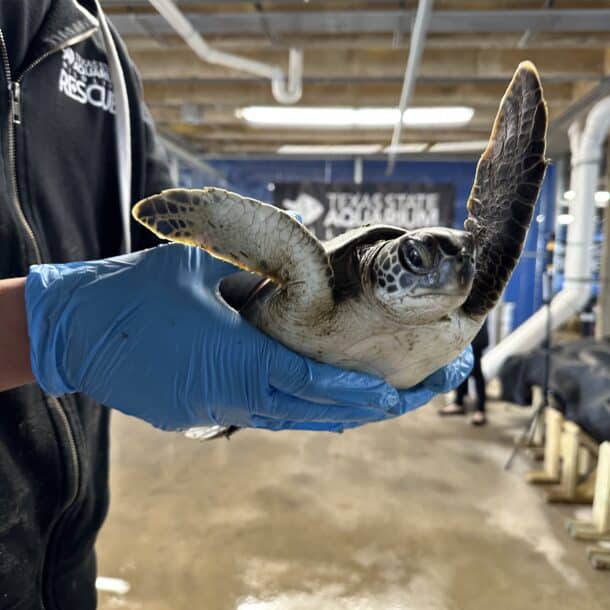 A person wearing blue gloves holds a small sea turtle indoors, possibly in an animal rescue or rehabilitation center with concrete floors and pipes visible in the background.