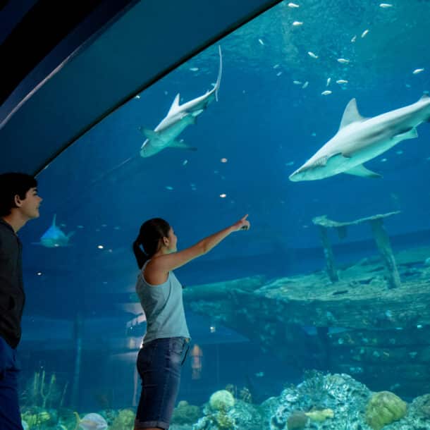 Two people stand in front of a large aquarium tank with sharks swimming above a sunken shipwreck and coral, while one person points toward a shark.