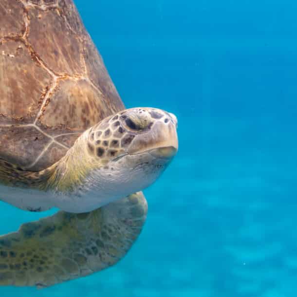 A close-up of a sea turtle swimming underwater against a blue background, with its face and one flipper clearly visible.