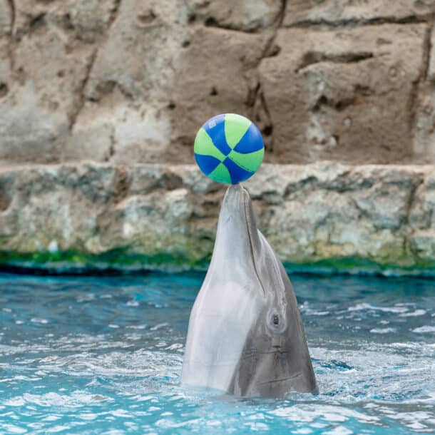 A dolphin balances a blue and green ball on its nose while partially out of the water, with a rocky wall in the background.