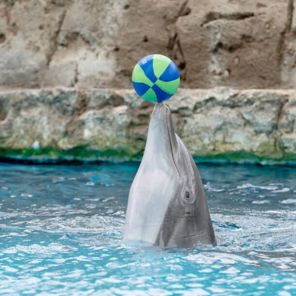 A dolphin balances a blue and green ball on its nose while partially out of the water, with a rocky wall in the background.