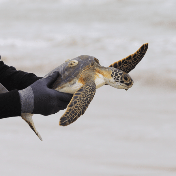 A person wearing black gloves gently holds a sea turtle with outstretched flippers near a sandy shoreline, with the ocean blurred in the background.