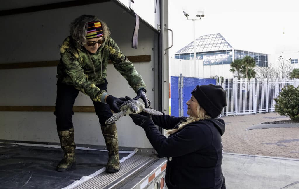 Two people wearing gloves carefully transfer a sea turtle from a truck. One stands inside the truck, the other on the ground. Buildings, a gate, and some trees are visible in the background.