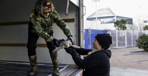 Image of Massive Sea Turtle Rescue Underway in Corpus Christi: Texas State Aquarium Rescues Over 300 Cold-Stunned Sea Turtles