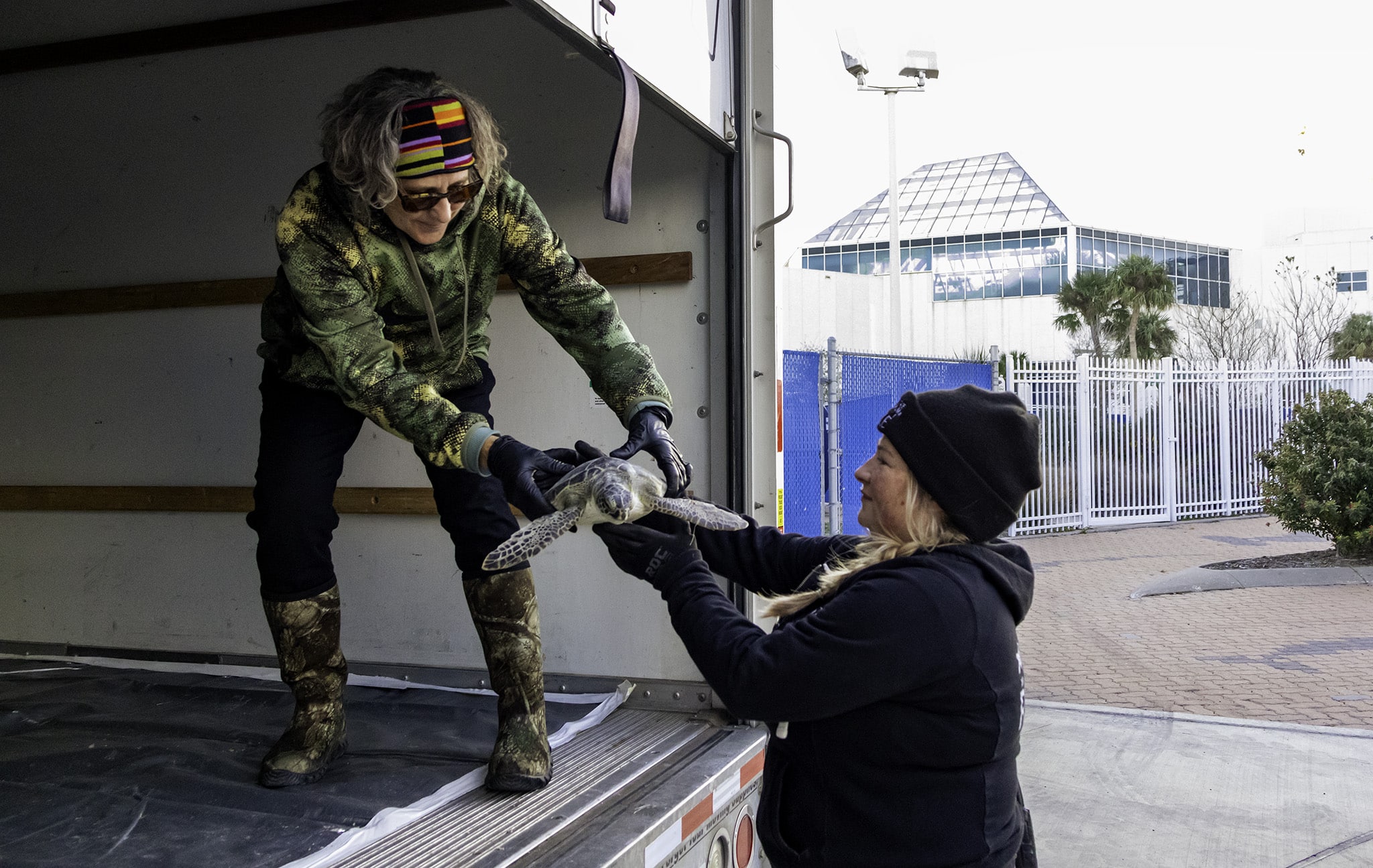 Image of Massive Sea Turtle Rescue Underway in Corpus Christi: Texas State Aquarium Rescues Over 300 Cold-Stunned Sea Turtles