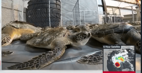 Image of Weather Channel Weekend Recharge – Hurricane Beryl Texas State Aquarium Wildlife Response Operations 