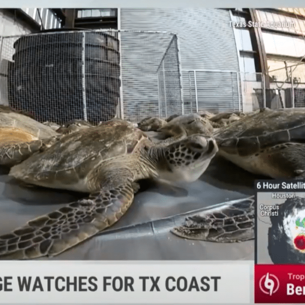 Several sea turtles rest on a flat surface in an indoor facility. A news banner at the bottom reports storm surge watches for the Texas coast, showing a map and radar image of Tropical Storm Beryl.