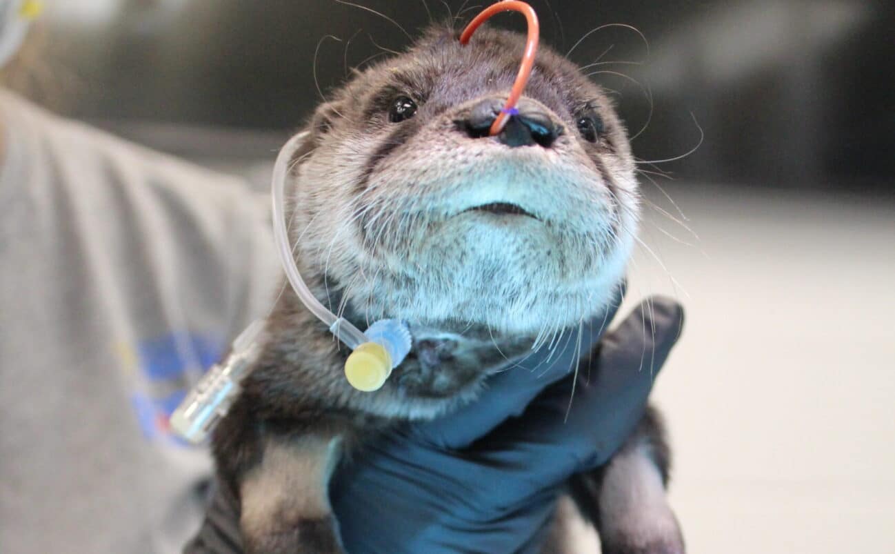 A person wearing black gloves holds a small otter upright on a table. The otter has a tube inserted in its nostril, suggesting it is receiving medical care. The background is out of focus.