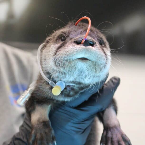 A person wearing black gloves holds a small otter upright on a table. The otter has a tube inserted in its nostril, suggesting it is receiving medical care. The background is out of focus.