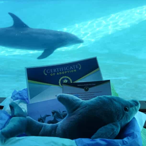 A plush dolphin, certificate of adoption, and dolphin photo rest on tissue paper in front of an aquarium window, where a live dolphin swims underwater in the background.