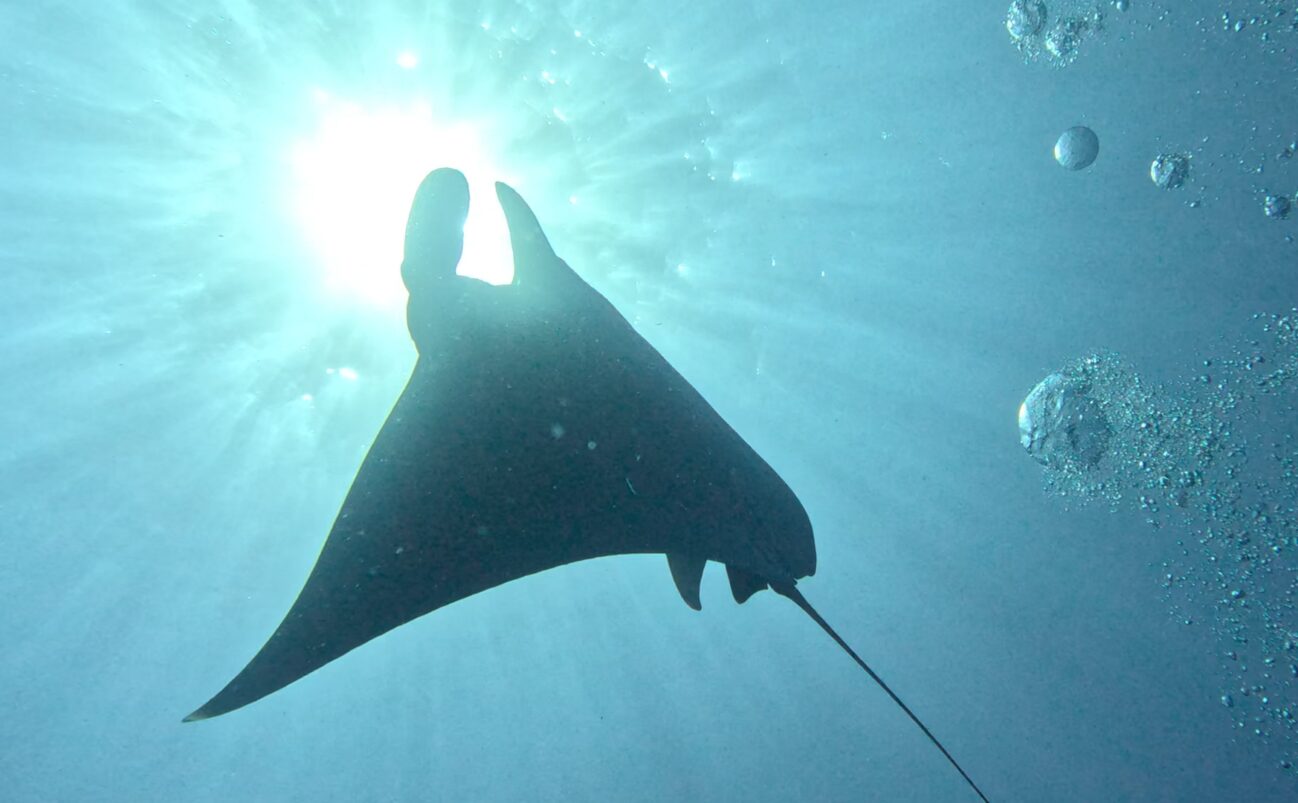 A manta ray swimming in the water.