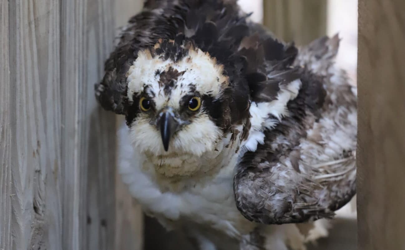 A young osprey with fluffy, mottled brown and white feathers stands on gravel between wooden boards, looking directly at the camera with bright yellow eyes.