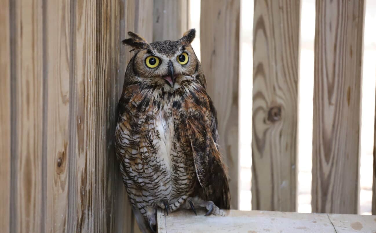 A great horned owl with bright yellow eyes and mottled brown and white feathers perches inside a wooden enclosure, gazing forward.