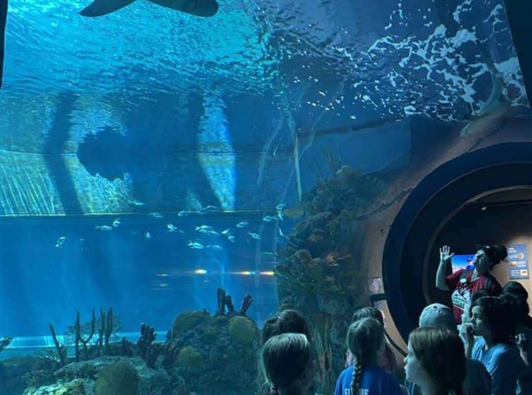 A group of children and an adult guide watch a large shark swimming above them in an aquarium tunnel, surrounded by water, coral, and other fish.