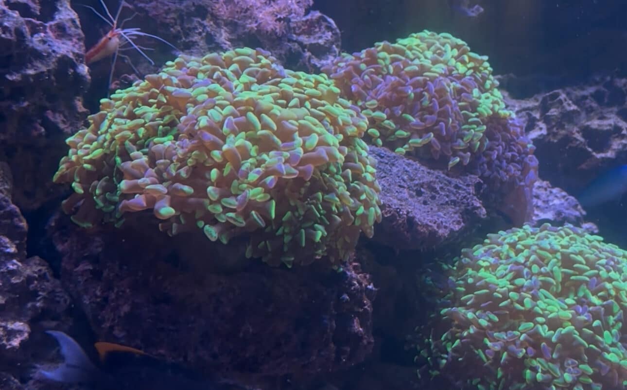 Green and brown coral clusters grow on rocky surfaces underwater, surrounded by various rocks. A small shrimp with long white antennae is visible among the coral. The scene is lit with soft, bluish aquarium lighting.