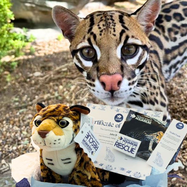 Ocelot in background with ocelot adopt package featuring certificate and plush