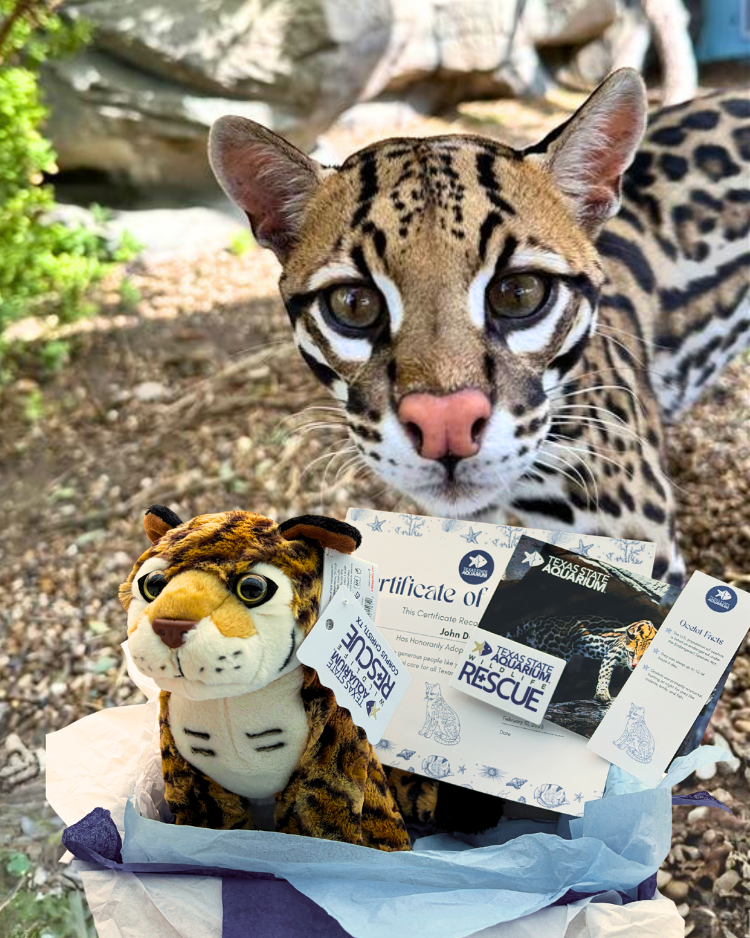 Ocelot in background with ocelot adopt package featuring certificate and plush