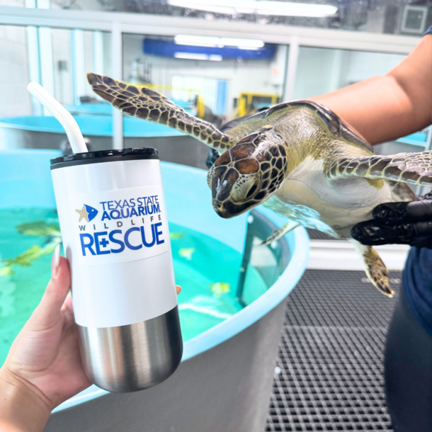 Rescue logo on cup with sea turtle patient